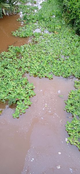 Air Sungai Pawan KeruhPerkimLH Sudah Ambil Sampel,Tak Ada Tanggul Tambang Jebol