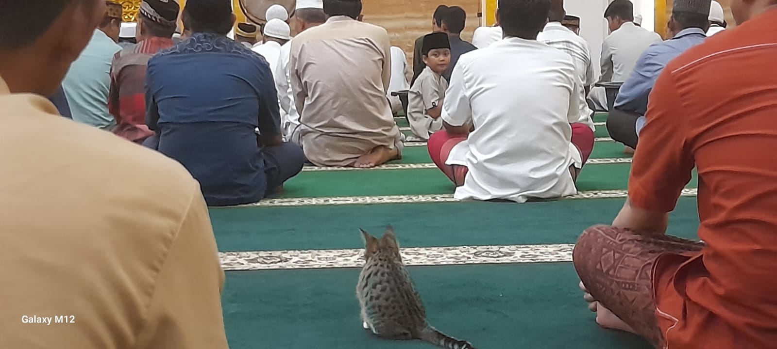Semarak Ramadhan 2024 Kucing Jadi “Jemaah” Sholat Tarawih Pertama di Masjid Agung Al Ikhlas