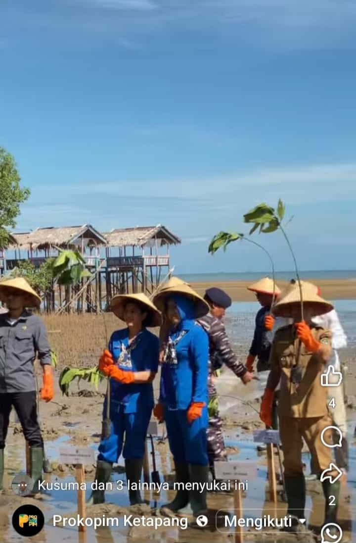 Mangrove di Pantai Air Mata Permai